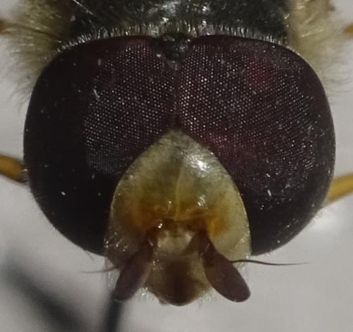Scaeva dignota